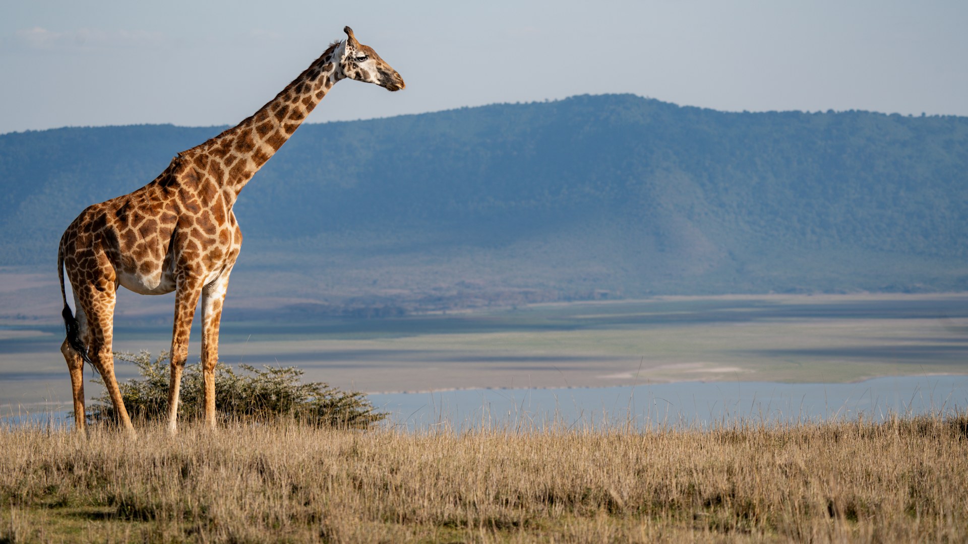 Lake Manyara Safari Tours