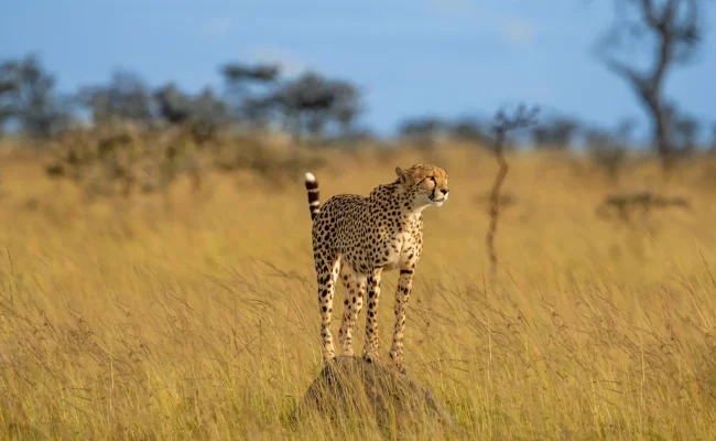 Kenya Masai Mara Safari