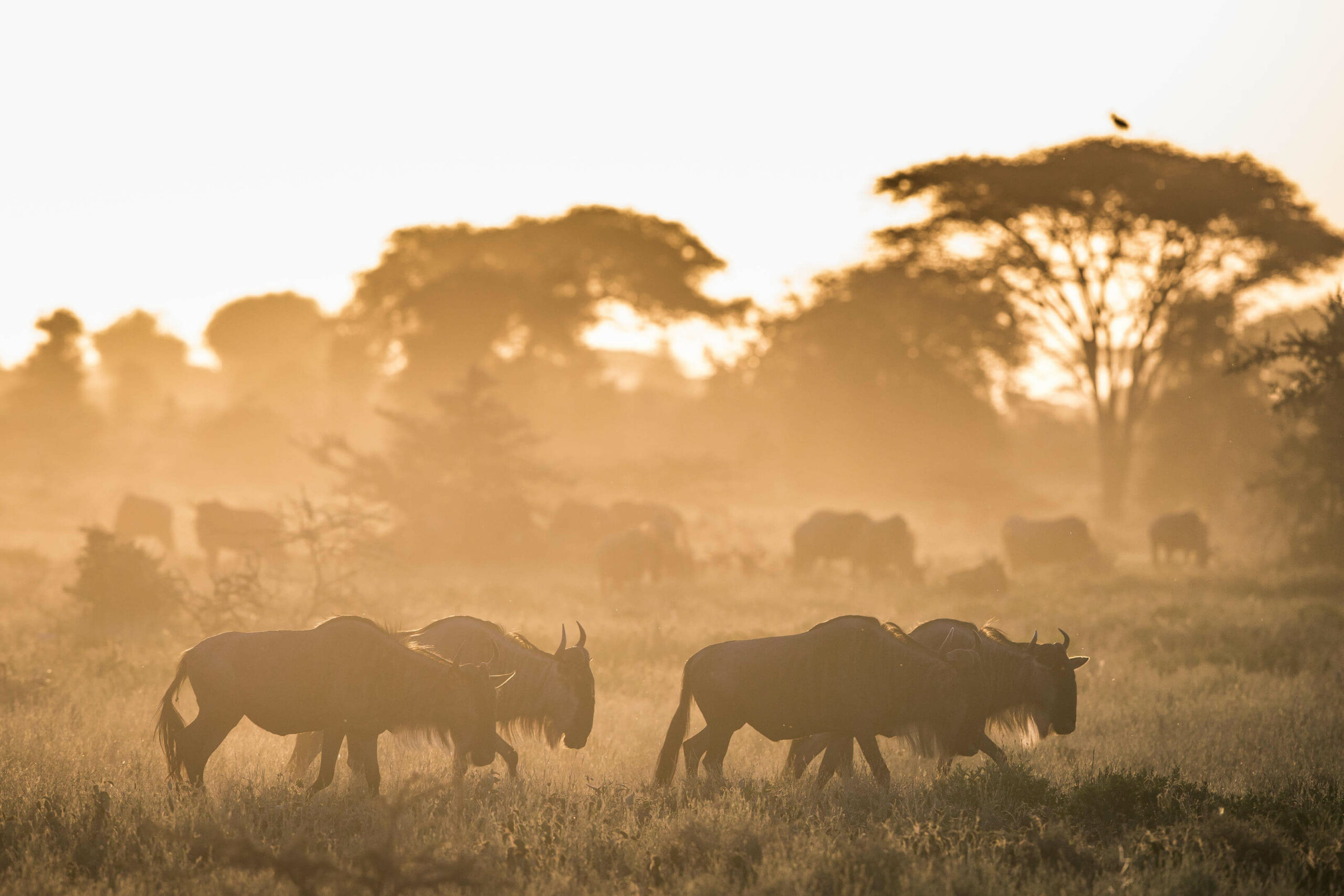 Tanzania Wildebeest River Crossings