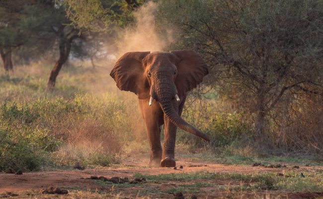 Tanzania Safari Packages