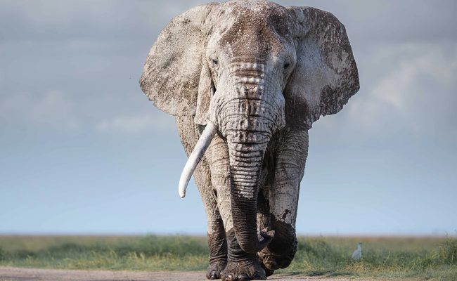 Amboseli Safaris and Tours