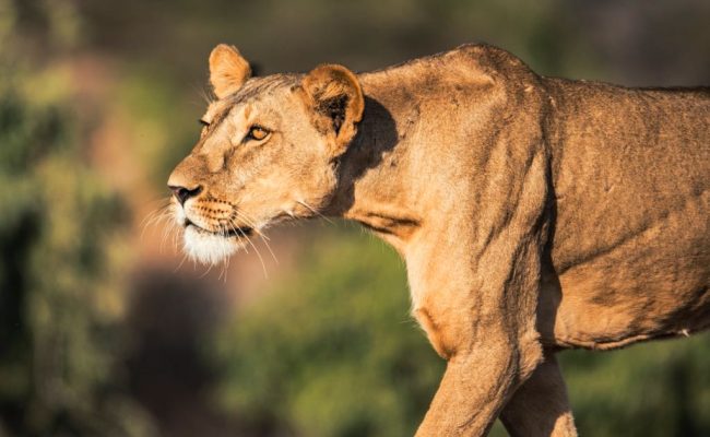 Kenya Big Five Safari