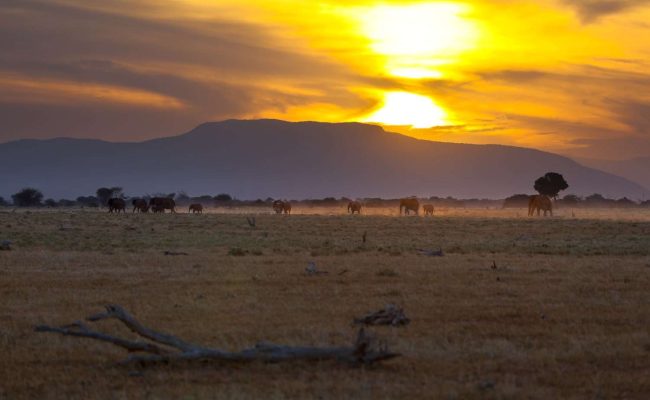 Tsavo Safari Park