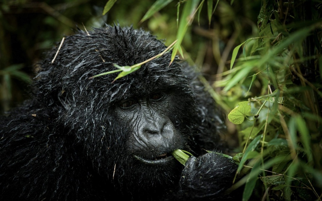 gorilla safaris uganda