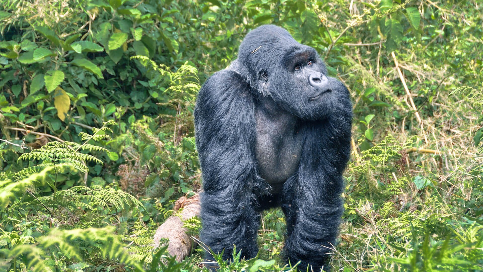 rwanda gorilla trekking safaris